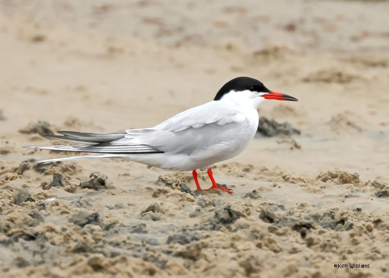 Common Tern, Surfside, TX, 4-29-2025_2251az.jpg