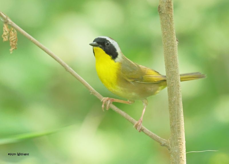 : Common Yellowthroat :