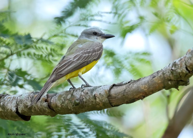 Couch's Kingbird, Estero Llano Grande SP, TX, 4-27-2025_9315az.jpg
