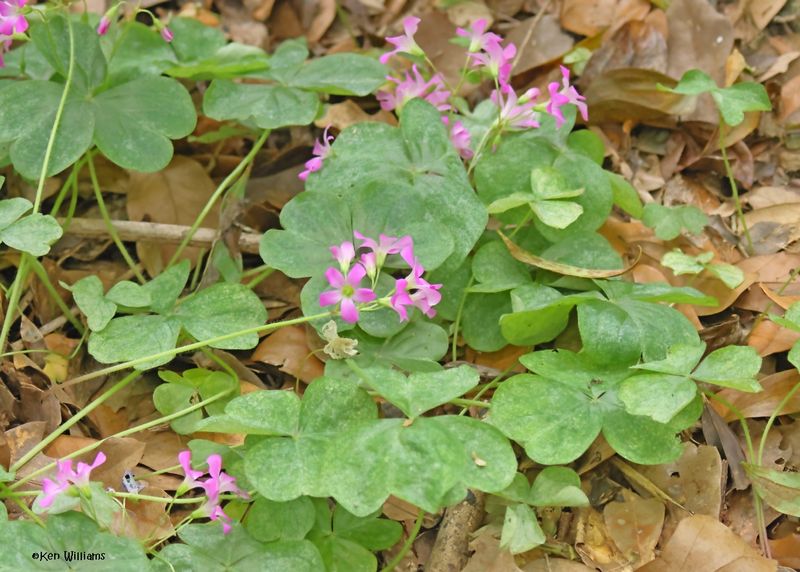 Drummond's wood-sorrel, Oxalis drummondii, High Island, TX, 4-30-2025_2946z.jpg