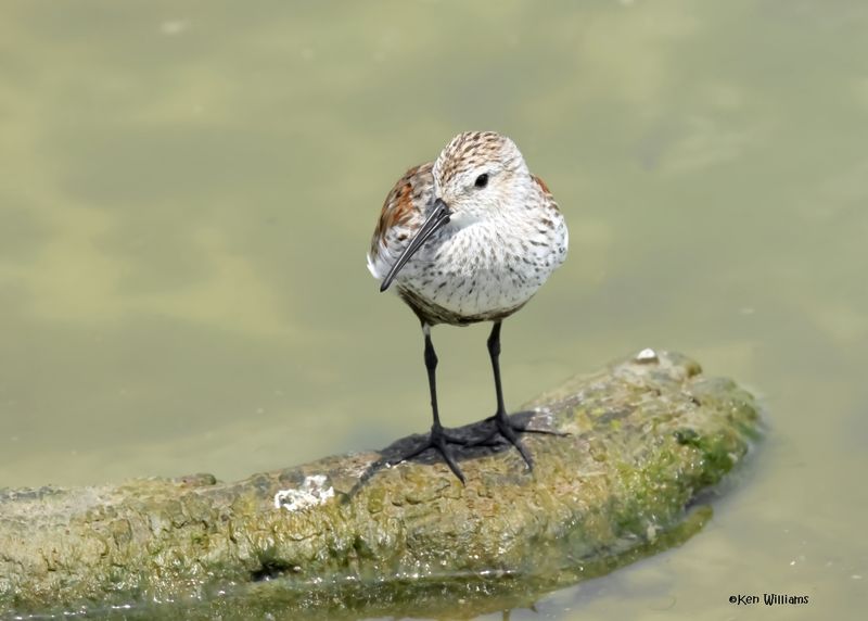 Dunlin, Port Aransas, TX, 4-28-2025_0497az.jpg