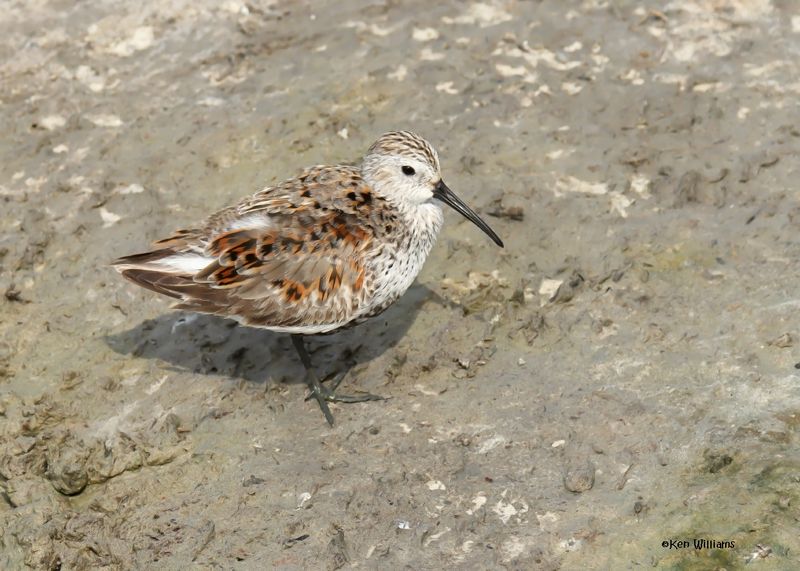 Dunlin, Port Aransas, TX, 4-28-2025_1134az.jpg