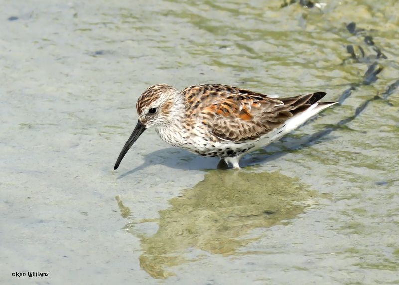 Dunlin, Port Aransas, TX, 4-28-2025_1175az.jpg