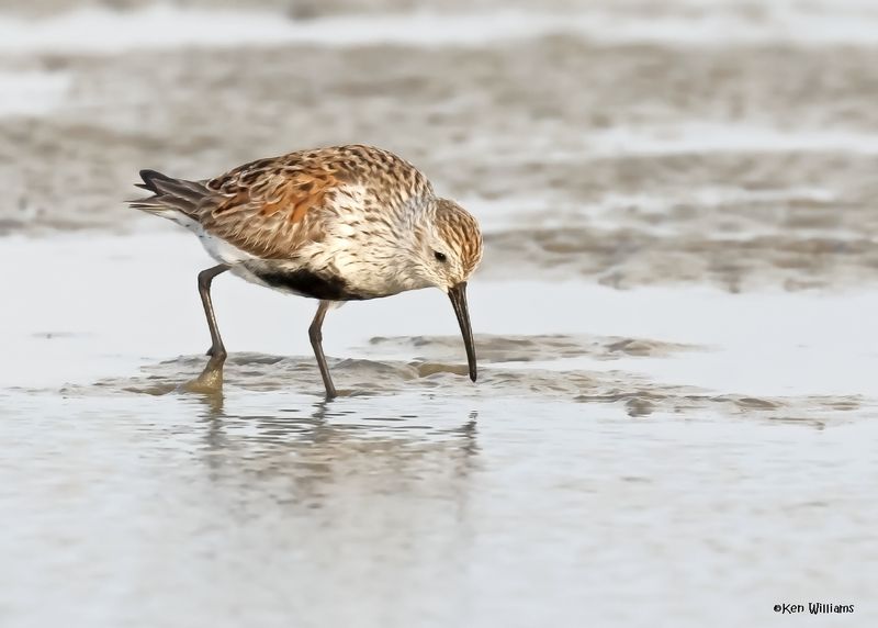Dunlin, S. Padre Is, TX, 4-24-2025_4638az.jpg