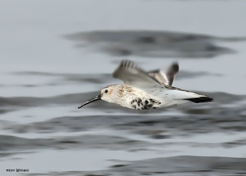 Dunlin, S. Padre Is, TX, 4-24-2025_5245az.jpg