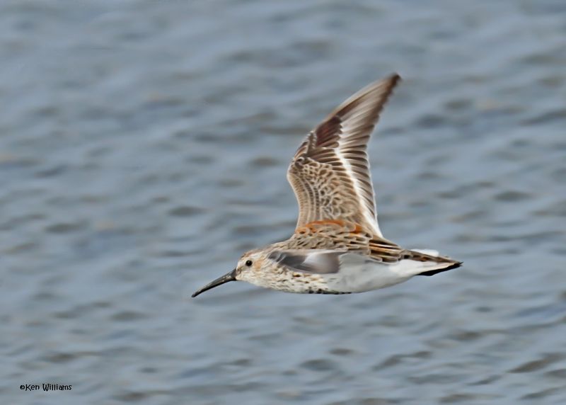 Dunlin, S. Padre Is, TX, 4-24-2025_5695az.jpg