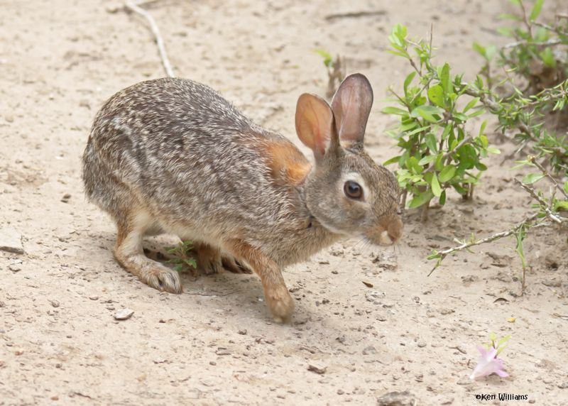 Eastern Cottontail Rabbit