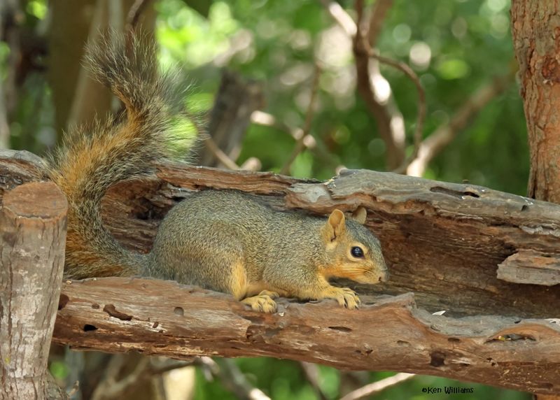 Eastern Fox Squirrel, Estero Llano Grande SP, TX, 4-27-2025_0014az.jpg