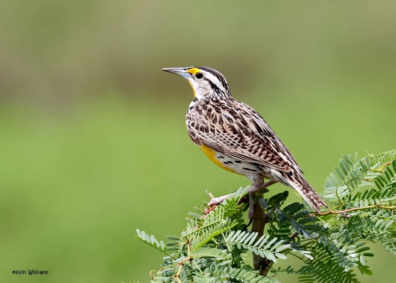 Meadowlark - Eastern