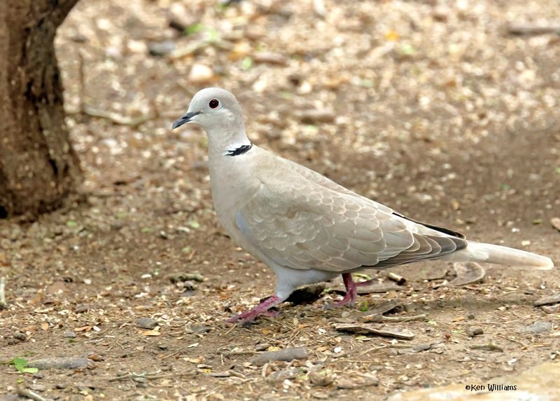 Eurasian Collared-Dove, Laguna Atascosa NWR,, TX, 4-23-2025_3236az.jpg