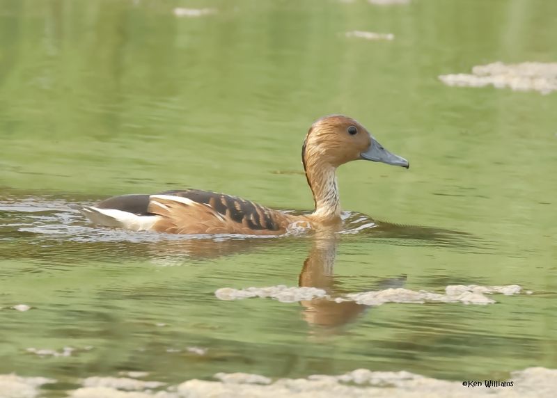 Fulvous Whistling-Duck, Lafitte's Cove Nature Preserve, TX, 4-29-2025_2382az.jpg