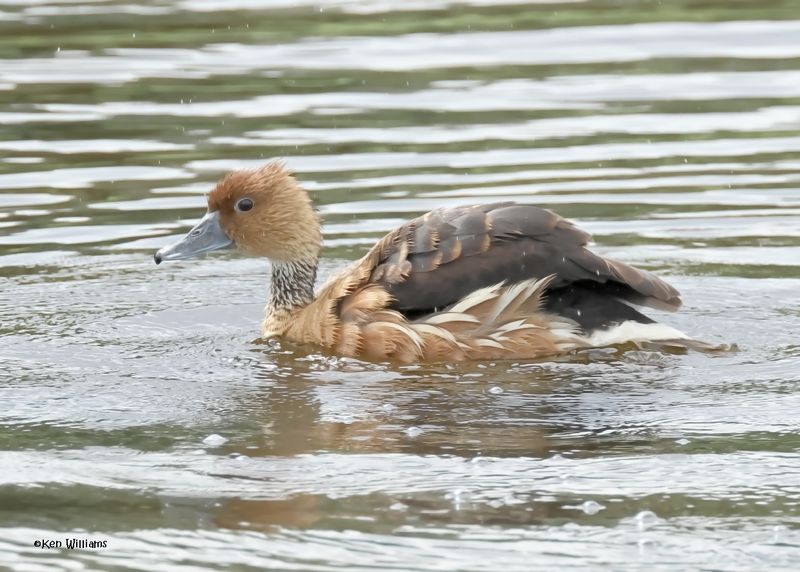 Fulvous Whistling-Duck, Lafitte's Cove Nature Preserve, TX, 4-29-2025_2418az.jpg