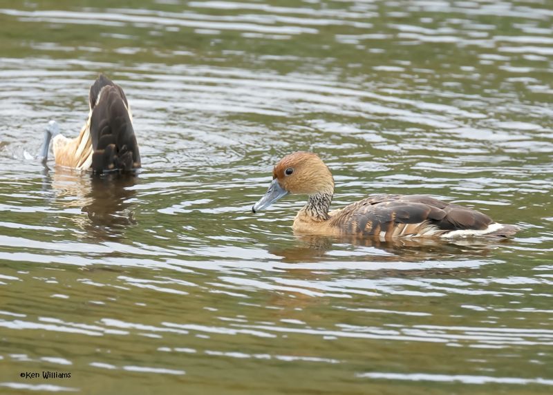 :Fulvous Whistling Duck: