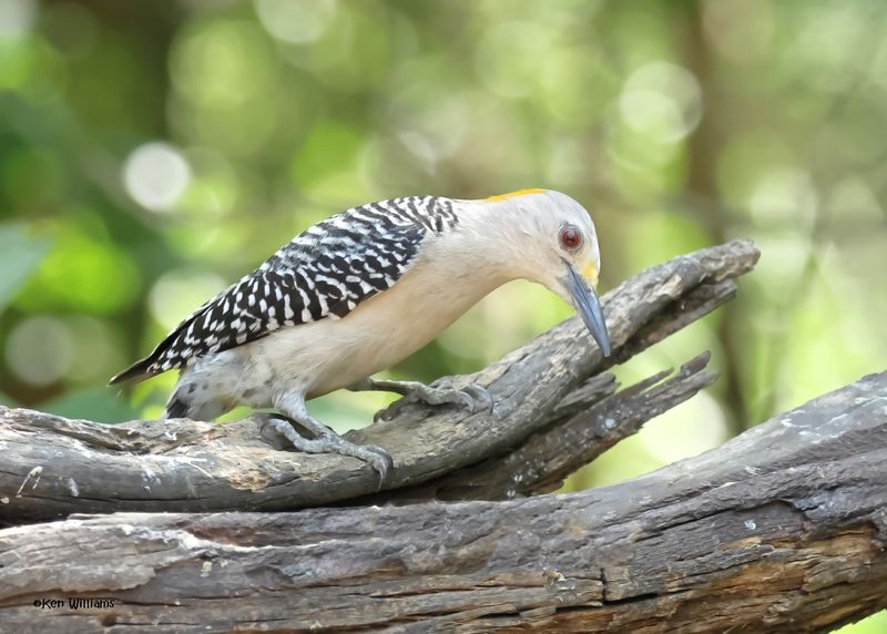 Golden-fronted Woodpecker female, Estero Llano Grande SP, TX, 4-27-2025_0205az.jpg