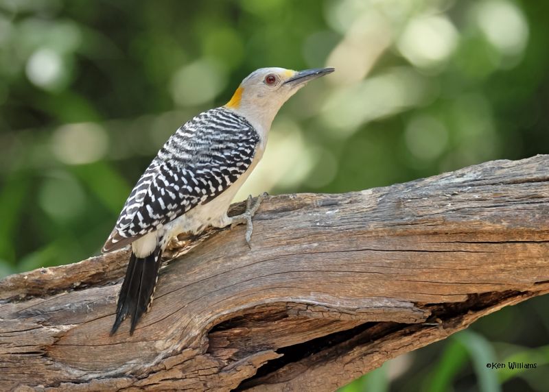 Golden-fronted Woodpecker female, Estero Llano Grande SP, TX, 4-27-2025_9729az.jpg