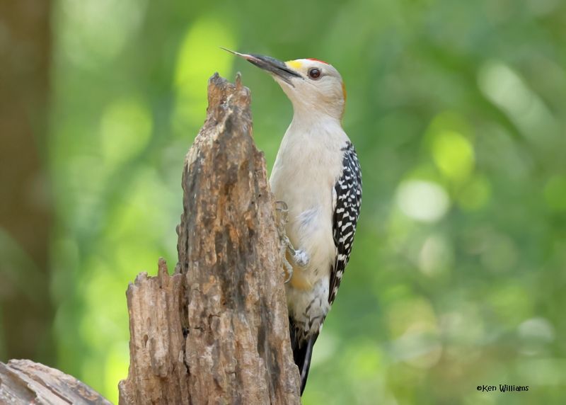 Golden-fronted Woodpecker male, Estero Llano Grande SP, TX, 4-27-2025_9633az.jpg