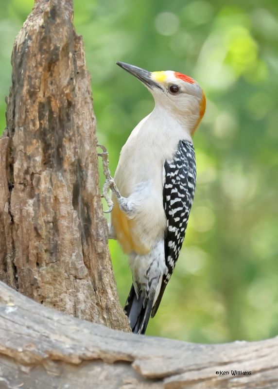 Golden-fronted Woodpecker male, Estero Llano Grande SP, TX, 4-27-2025_9659az.jpg