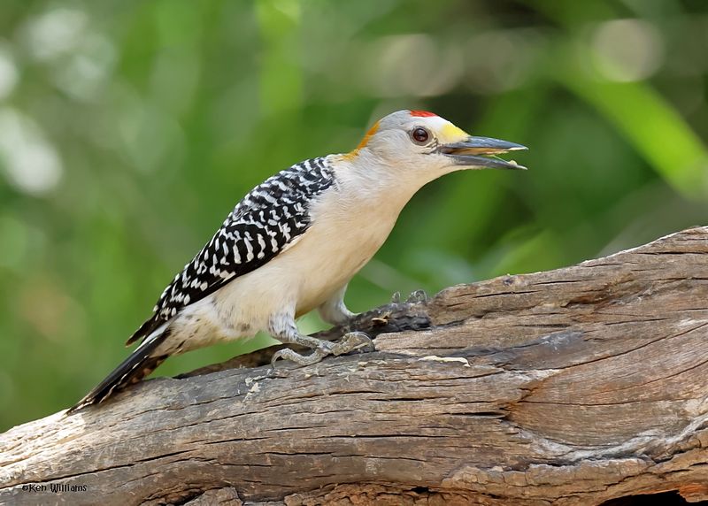 Golden-fronted Woodpecker male, Estero Llano Grande SP, TX, 4-27-2025_9667az.jpg