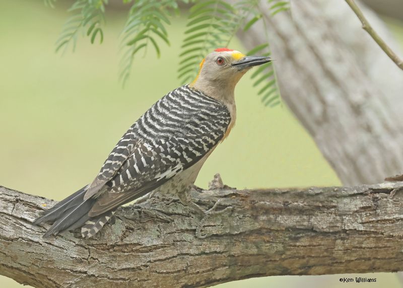 : Golden-fronted Woodpecker :