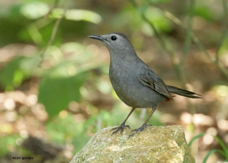 Gray Catbird, S. Padre Is, TX, 4-26-2025_9008az.jpg