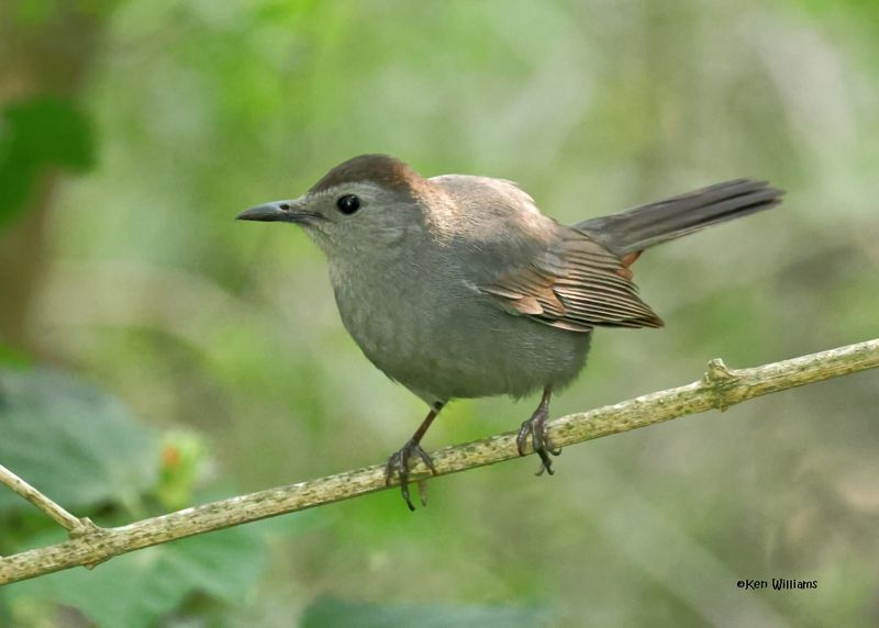 :Catbird: