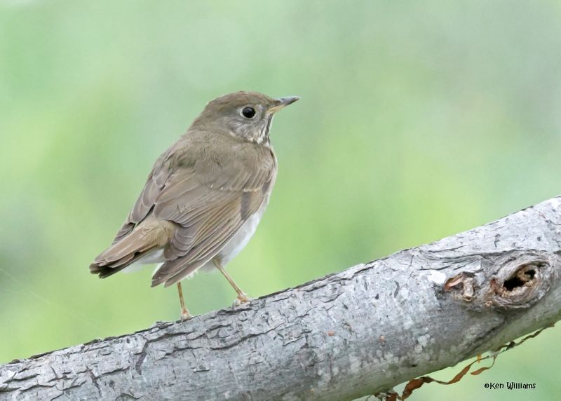 Gray-checked Thrush, Port Aransas, TX, 4-29-2025_2225az.jpg