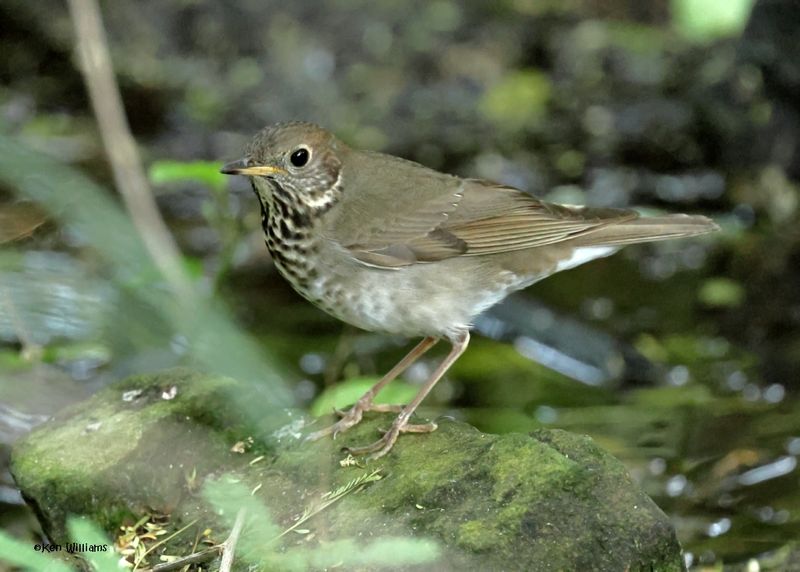 Gray-cheeked Thrush, S. Padre Is, TX, 4-26-2025_9101az.jpg