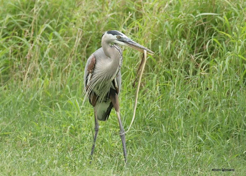 Great Blue Heron eating a Ribbon Snake, Laguna Vista Nature Trail, TX, 4-24-2025_5929az.jpg