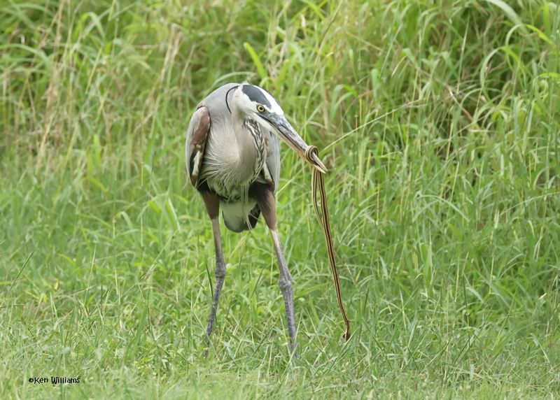 Great Blue Heron eating a Ribbon Snake, Laguna Vista Nature Trail, TX, 4-24-2025_5933az.jpg