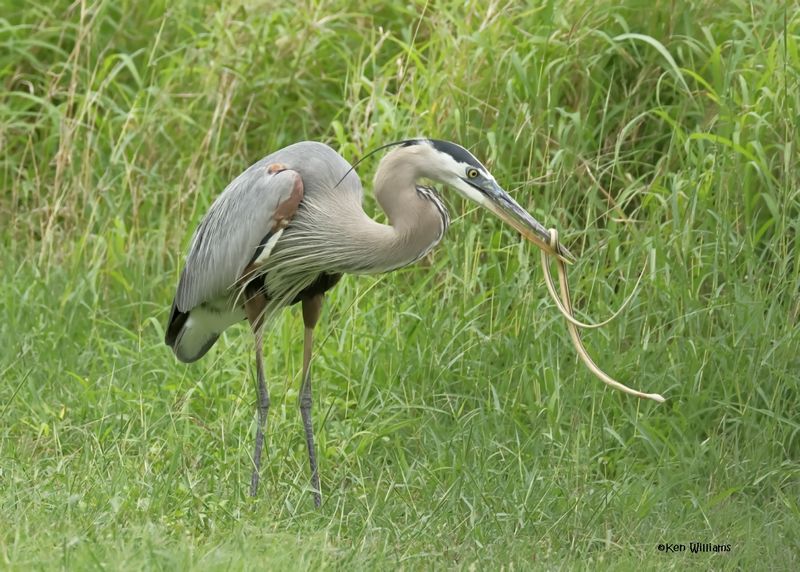 Great Blue Heron eating a Ribbon Snake, Laguna Vista Nature Trail, TX, 4-24-2025_5936az.jpg