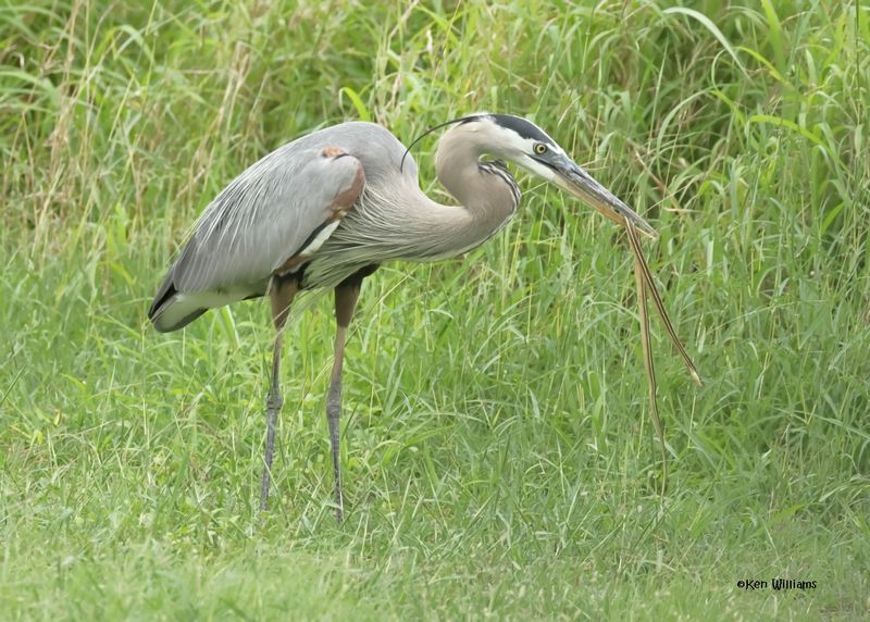 Great Blue Heron eating a Ribbon Snake, Laguna Vista Nature Trail, TX, 4-24-2025_5940az.jpg
