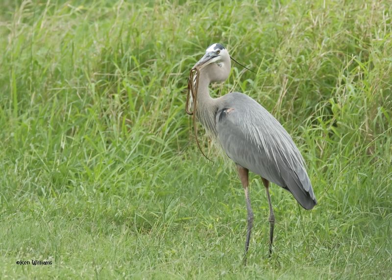 Great Blue Heron eating a Ribbon Snake, Laguna Vista Nature Trail, TX, 4-24-2025_5947az.jpg