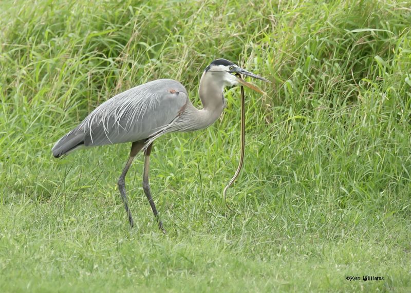 Great Blue Heron eating a Ribbon Snake, Laguna Vista Nature Trail, TX, 4-24-2025_5960az.jpg
