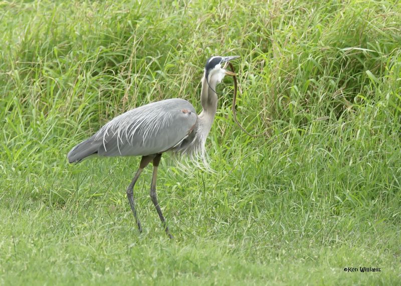 Great Blue Heron eating a Ribbon Snake, Laguna Vista Nature Trail, TX, 4-24-2025_5971az.jpg