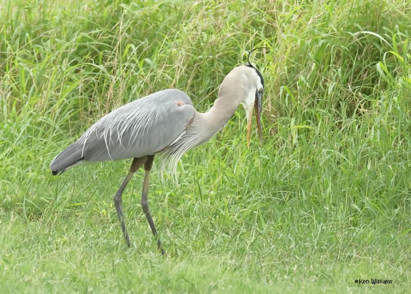 Great Blue Heron eating a Ribbon Snake, Laguna Vista Nature Trail, TX, 4-24-2025_5984az.jpg