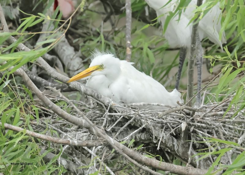 Great Egret chicks, High Island, TX, 4-30-2025_2970az.jpg