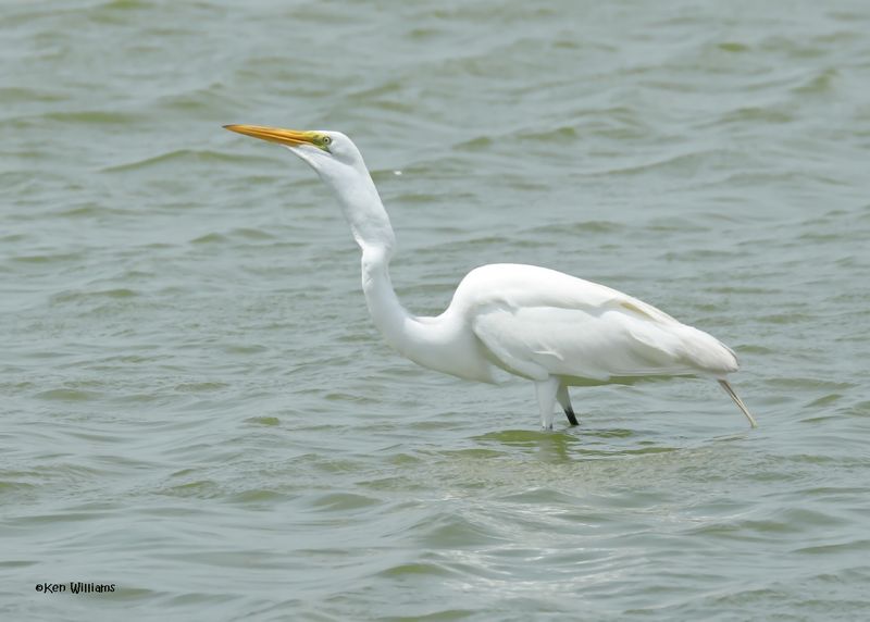 Great Egret wilth fish, Port Aransas, TX, 4-28-2025_0686az.jpg