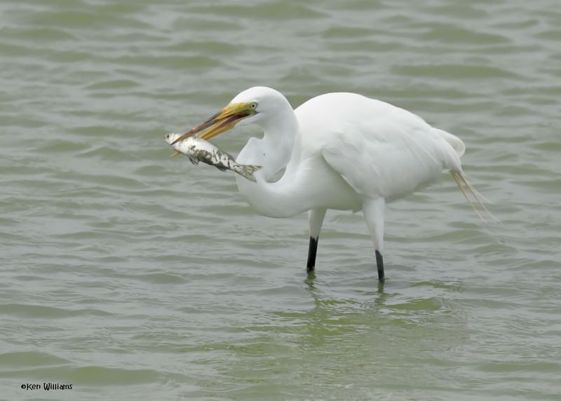 Great Egret wilth fish, Port Aransas, TX, 4-28-2025_0766az.jpg