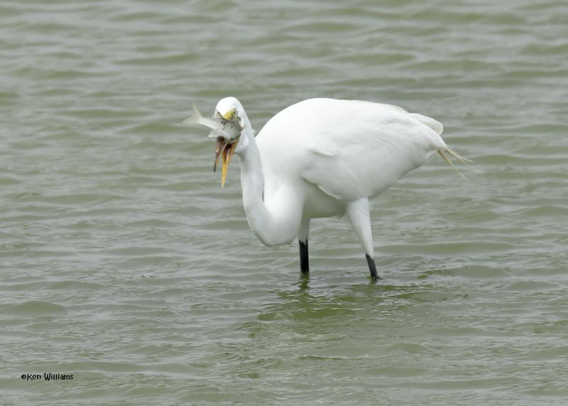 Great Egret wilth fish, Port Aransas, TX, 4-28-2025_0778az.jpg