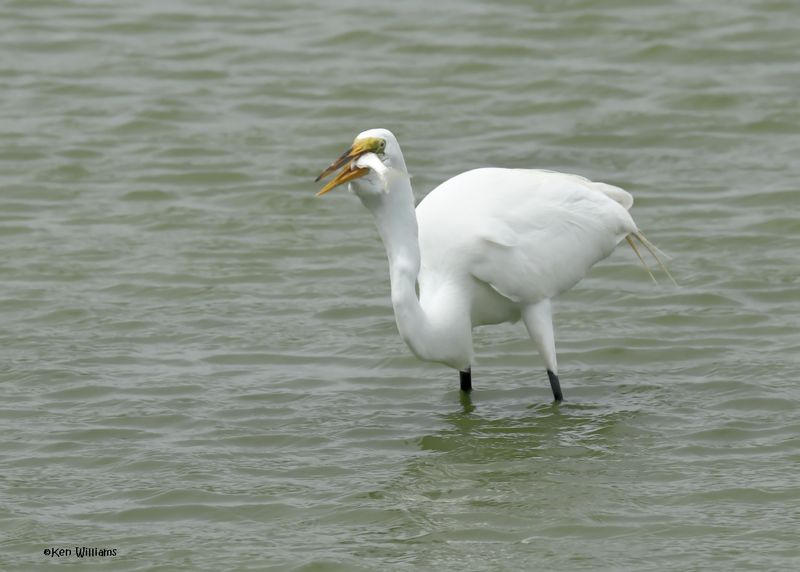 Great Egret wilth fish, Port Aransas, TX, 4-28-2025_0779az2.jpg