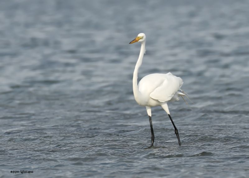 Great Egret, S. Padre Is, TX, 4-24-2025_4988az.jpg