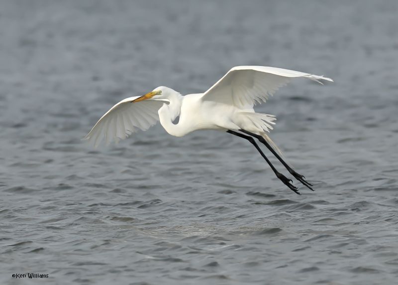 Great Egret, S. Padre Is, TX, 4-24-2025_5037az.jpg