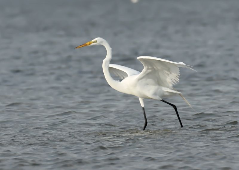 Great Egret