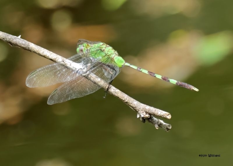Great Pondhawk, Laguna Atascosa NWR,, TX, 4-23-2025_3128az.jpg