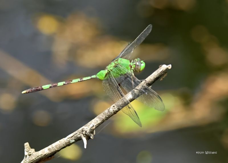 Great Pondhawk, Laguna Atascosa NWR,, TX, 4-23-2025_3193az.jpg