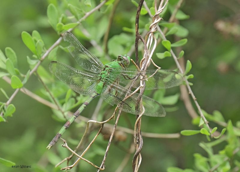 Great Pondhawk, S. Padre Is, TX, 4-22-2025_0806z.jpg