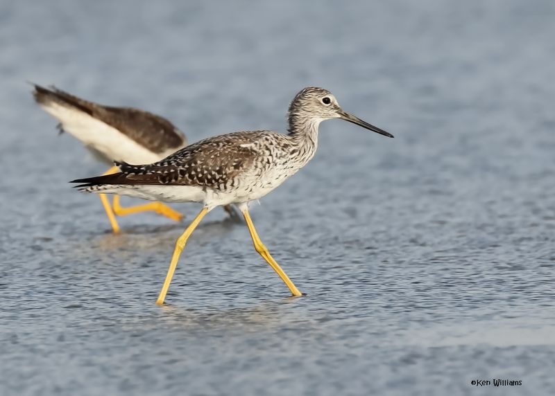 Greater Yellowlegs, S. Padre Is, TX, 4-24-2025_4838az.jpg