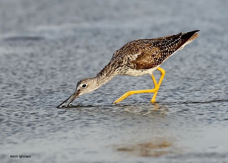 Greater Yellowlegs, S. Padre Is, TX, 4-24-2025_4854az.jpg