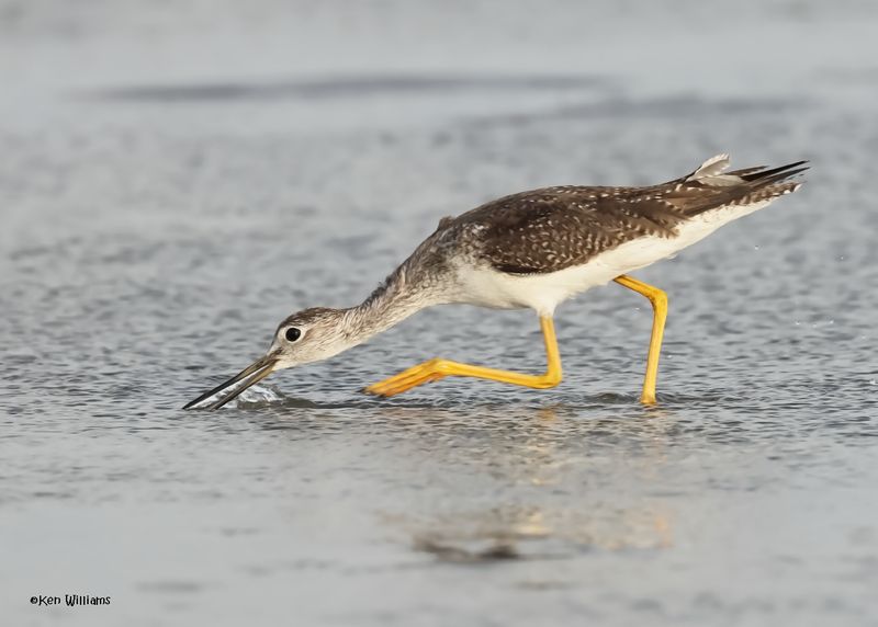 Greater Yellowlegs, S. Padre Is, TX, 4-24-2025_4865az.jpg