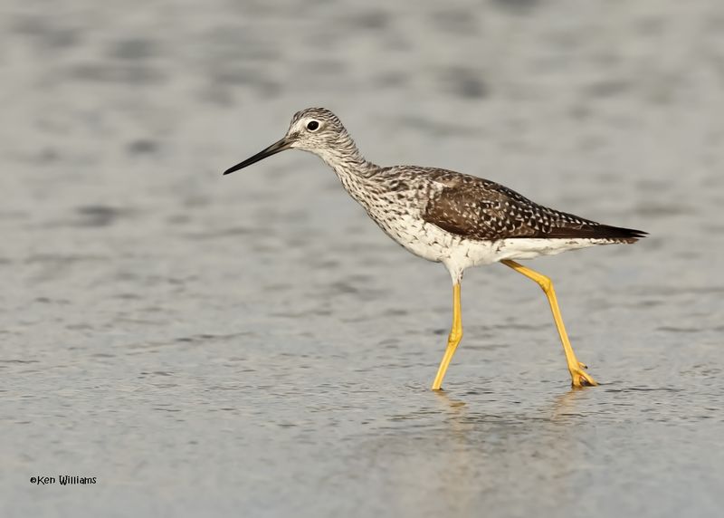 Greater Yellowlegs, S. Padre Is, TX, 4-24-2025_4897az.jpg